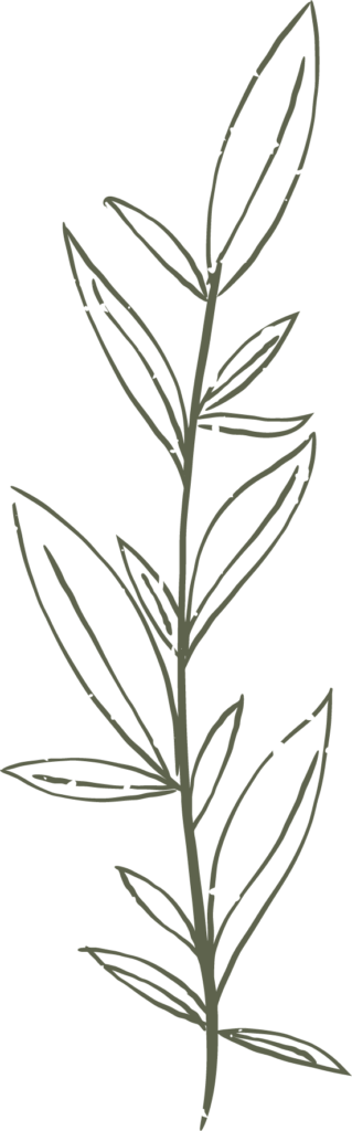 Decorative botanical leaf illustration
